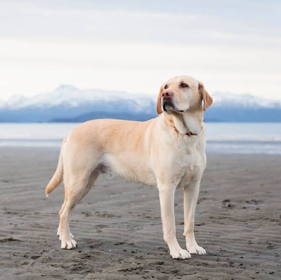 gift option - StazzyBaby